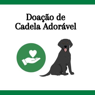 Doação de Cadela Adorável